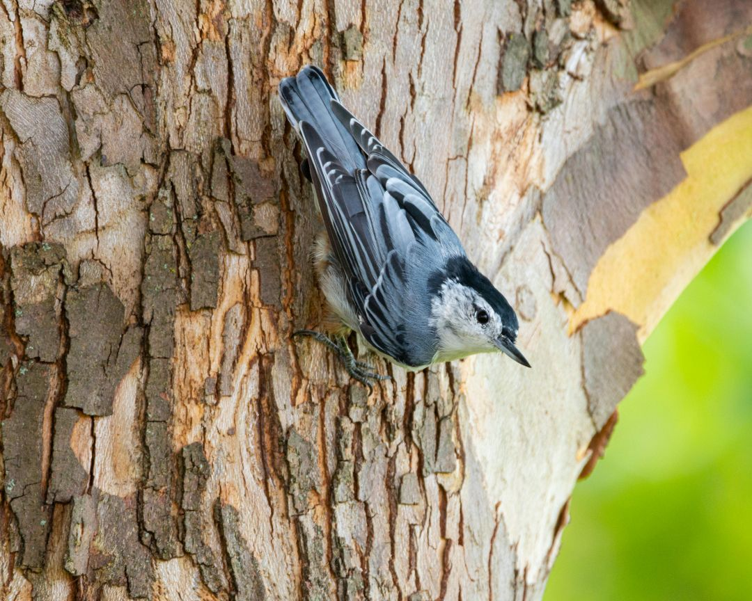 Remarkability of the Bird