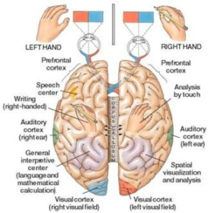 Corpus Callosum