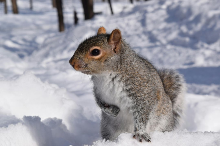 eastern-gray-squirrel