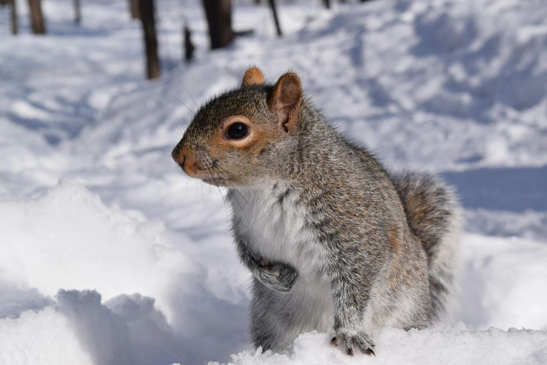 eastern-gray-squirrel