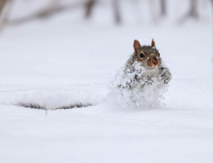 Snow Tumble
